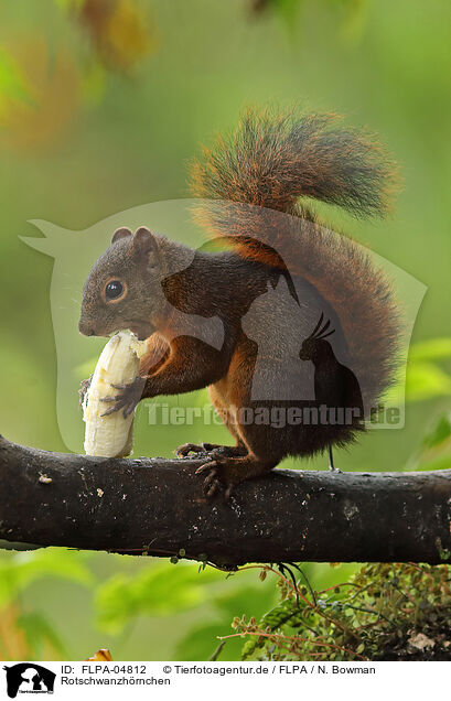 Rotschwanzhrnchen / red-tailed squirrel / FLPA-04812