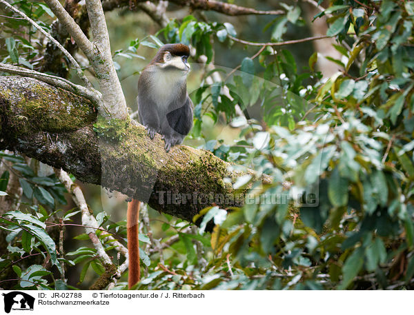 Rotschwanzmeerkatze / redtail monkey / JR-02788