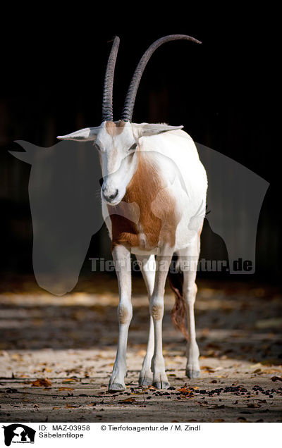 Sbelantilope / scimitar oryx / MAZ-03958