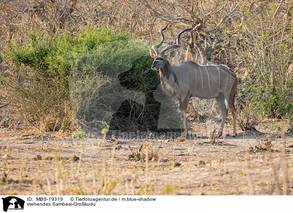 stehendes Sambesi-Grokudu / MBS-19319