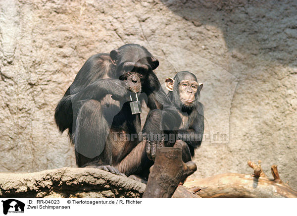 Zwei Schimpansen / two chimpanzees / RR-04023