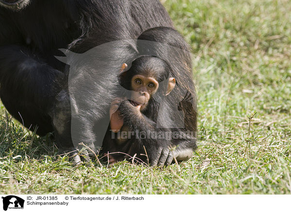 Schimpansenbaby / common chimpanzee baby / JR-01385