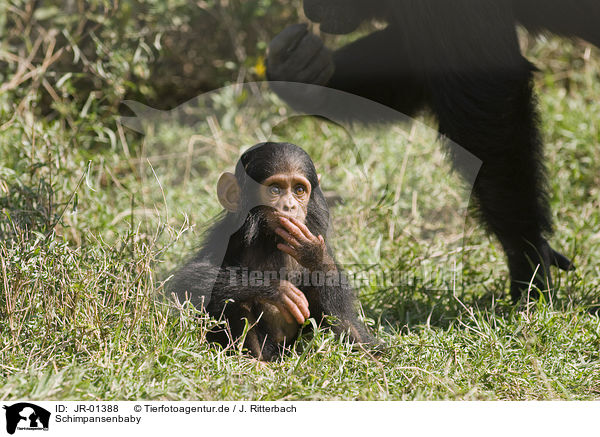 Schimpansenbaby / common chimpanzee baby / JR-01388