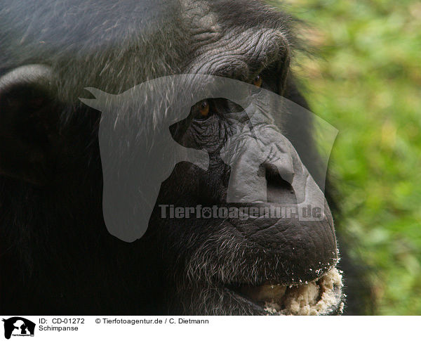 Schimpanse / common chimpanzee / CD-01272