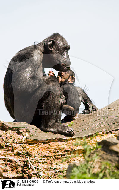 Schimpansen / common chimpanzees / MBS-05699