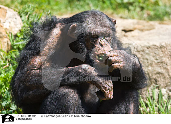 Schimpanse / common chimpanzee / MBS-05701