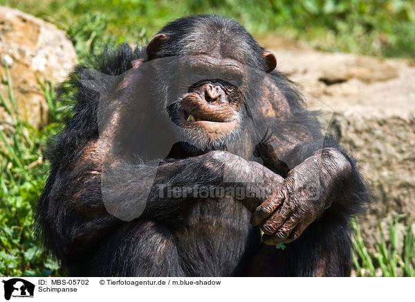 Schimpanse / common chimpanzee / MBS-05702