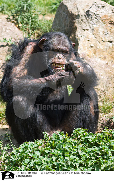 Schimpanse / common chimpanzee / MBS-05703