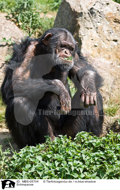 Schimpanse / common chimpanzee / MBS-05704