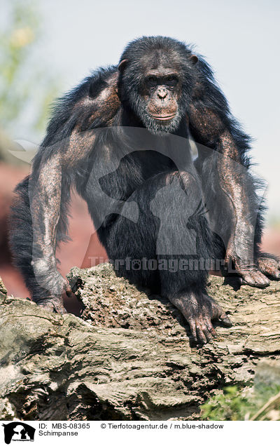 Schimpanse / common chimpanzee / MBS-08365