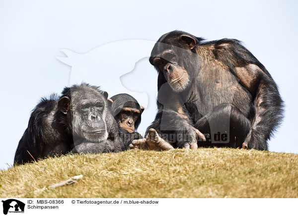 Schimpansen / common chimpanzees / MBS-08366