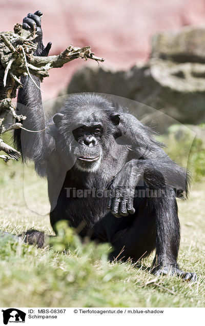 Schimpanse / common chimpanzee / MBS-08367