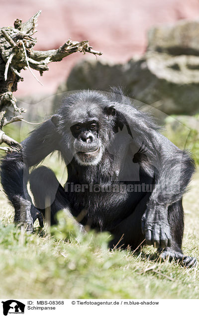 Schimpanse / common chimpanzee / MBS-08368