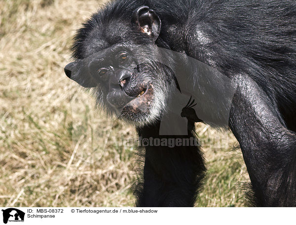 Schimpanse / common chimpanzee / MBS-08372
