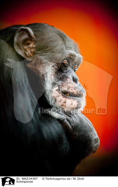 Schimpanse / MAZ-04367