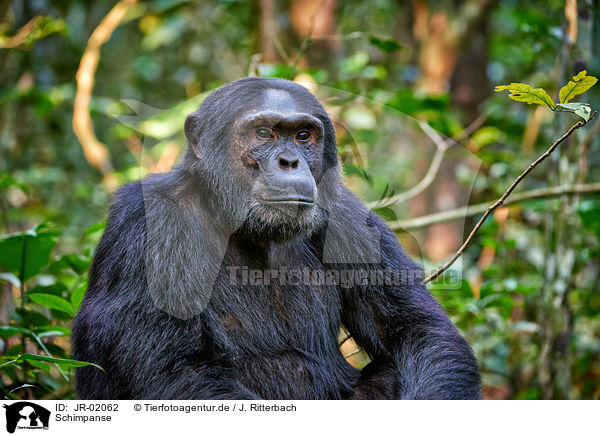 Schimpanse / common chimpanzee / JR-02062