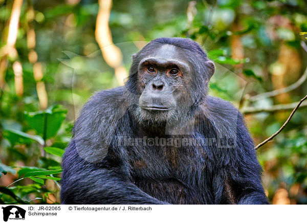 Schimpanse / JR-02065