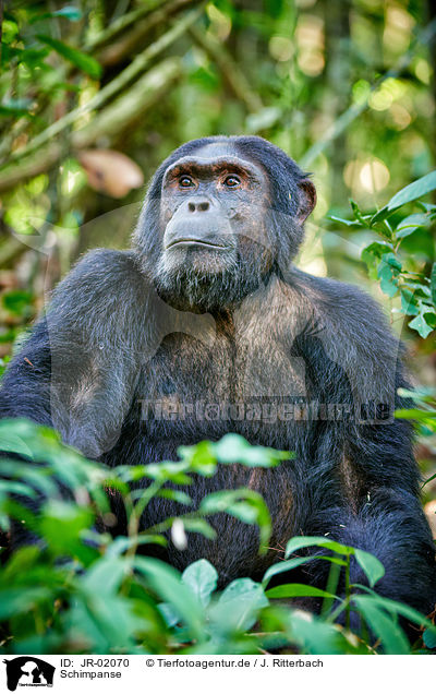 Schimpanse / common chimpanzee / JR-02070