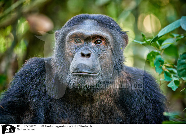 Schimpanse / JR-02071