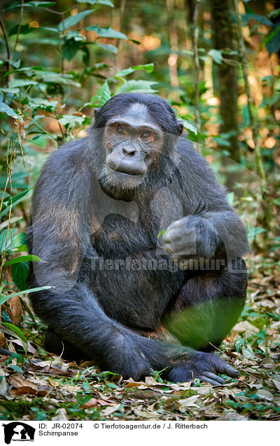 Schimpanse / common chimpanzee / JR-02074