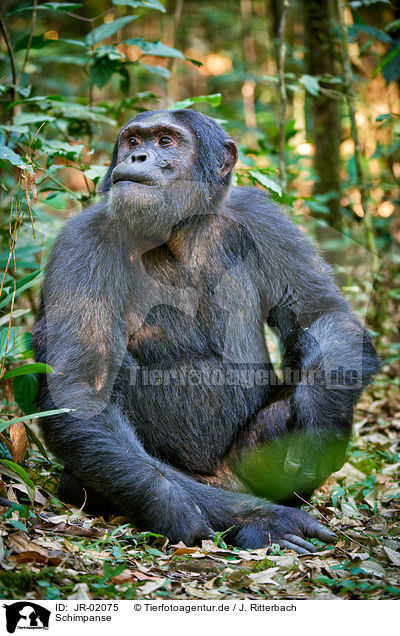 Schimpanse / common chimpanzee / JR-02075