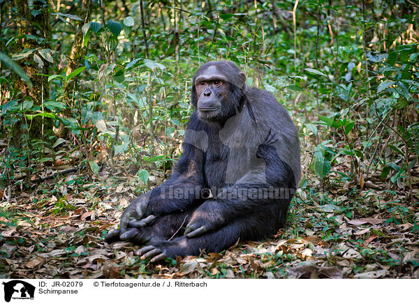 Schimpanse / common chimpanzee / JR-02079