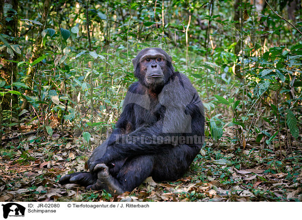 Schimpanse / common chimpanzee / JR-02080