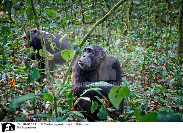 Schimpansen / common chimpanzees / JR-02081