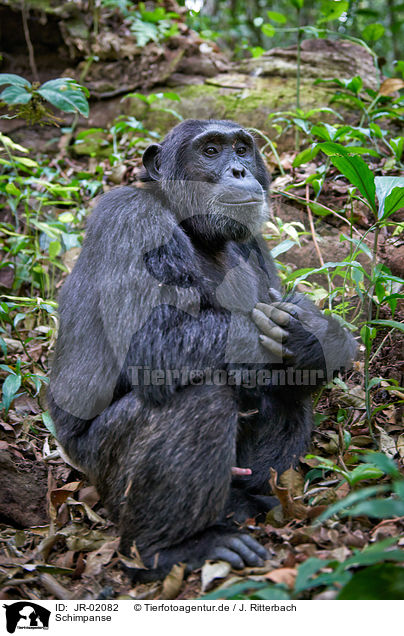 Schimpanse / common chimpanzee / JR-02082