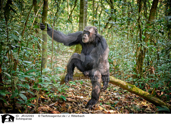 Schimpanse / common chimpanzee / JR-02093