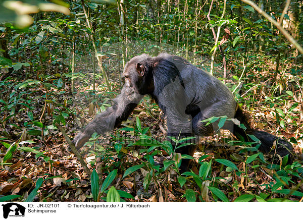 Schimpanse / JR-02101