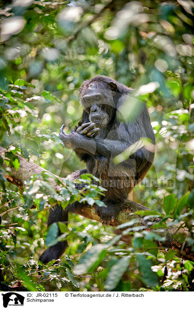 Schimpanse / common chimpanzee / JR-02115