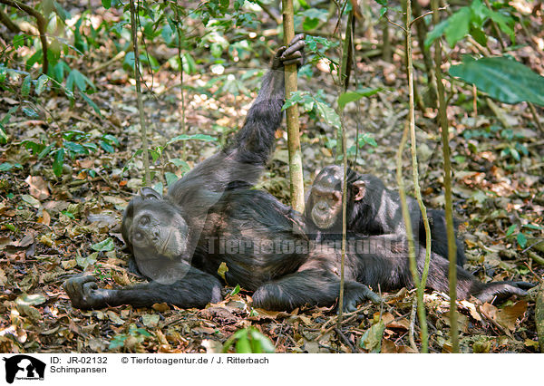 Schimpansen / common chimpanzees / JR-02132