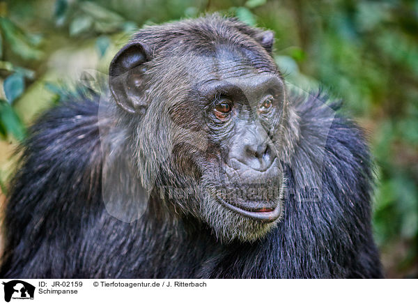 Schimpanse / JR-02159