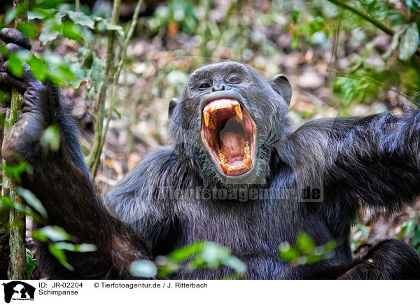 Schimpanse / common chimpanzee / JR-02204