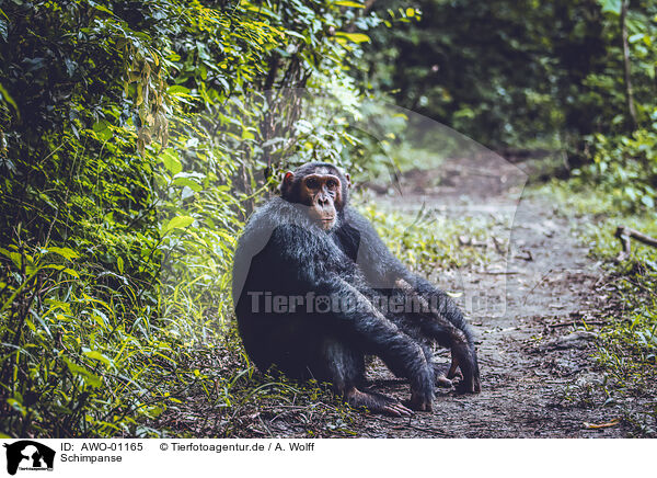 Schimpanse / common chimpanzee / AWO-01165