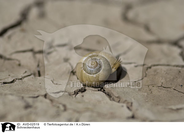 Schneckenhaus / snail shell / AVD-02519