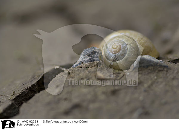 Schneckenhaus / snail shell / AVD-02523
