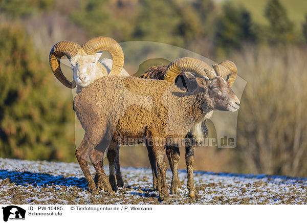 Schneeschafe / Siberian bighorn sheeps / PW-10485