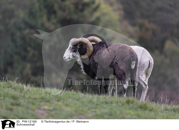Schneeschaf / Siberian bighorn sheep / PW-12189