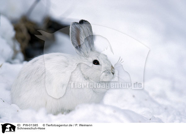 Schneeschuh-Hase / PW-01385