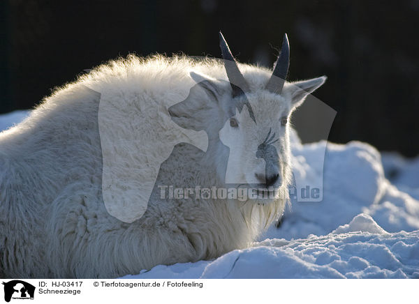 Schneeziege / Rocky Mountain goat / HJ-03417