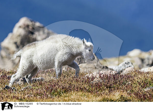 Schneeziege / Rocky Mountain Goat / MBS-10265