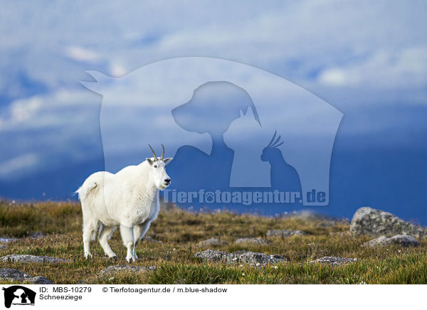 Schneeziege / Rocky Mountain Goat / MBS-10279