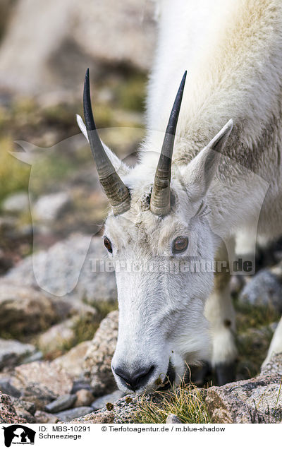 Schneeziege / Rocky Mountain Goat / MBS-10291