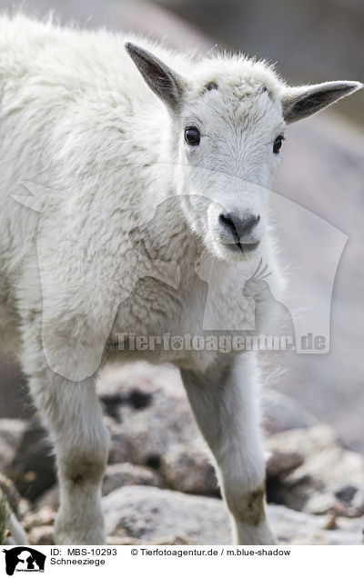 Schneeziege / Rocky Mountain Goat / MBS-10293