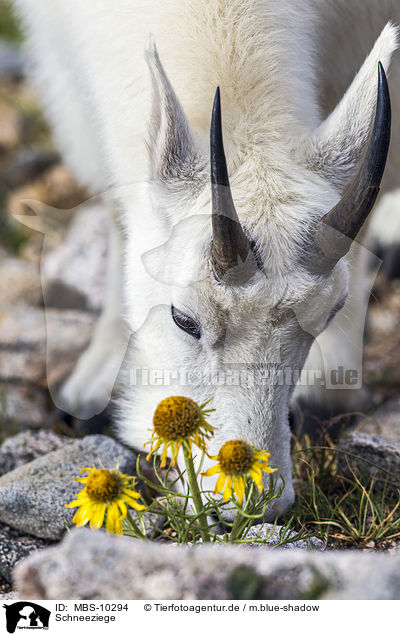 Schneeziege / Rocky Mountain Goat / MBS-10294