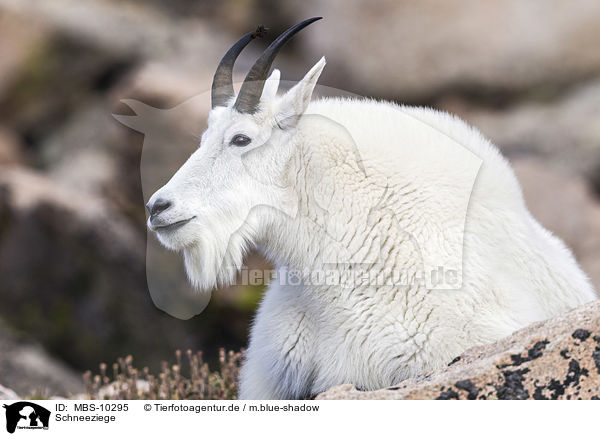Schneeziege / Rocky Mountain Goat / MBS-10295