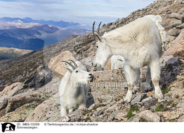 Schneeziegen / Rocky Mountain Goats / MBS-10299