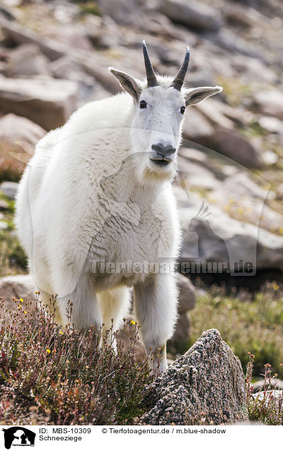 Schneeziege / Rocky Mountain Goat / MBS-10309